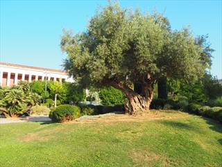Fetter Baum