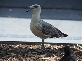 Tiermotive