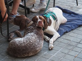 Die Pointer pennen da rum